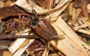 Beetles: Cockchafer (Melolontha melolontha)